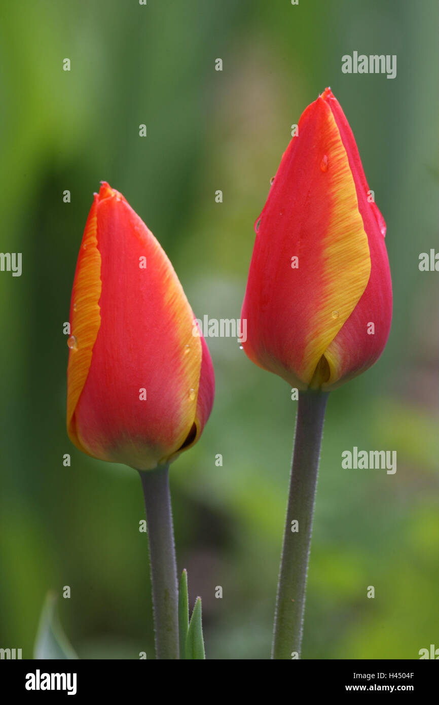 Tulip buds, flowers, garden, tulips, buds, redyellow, Tulipa, bulb