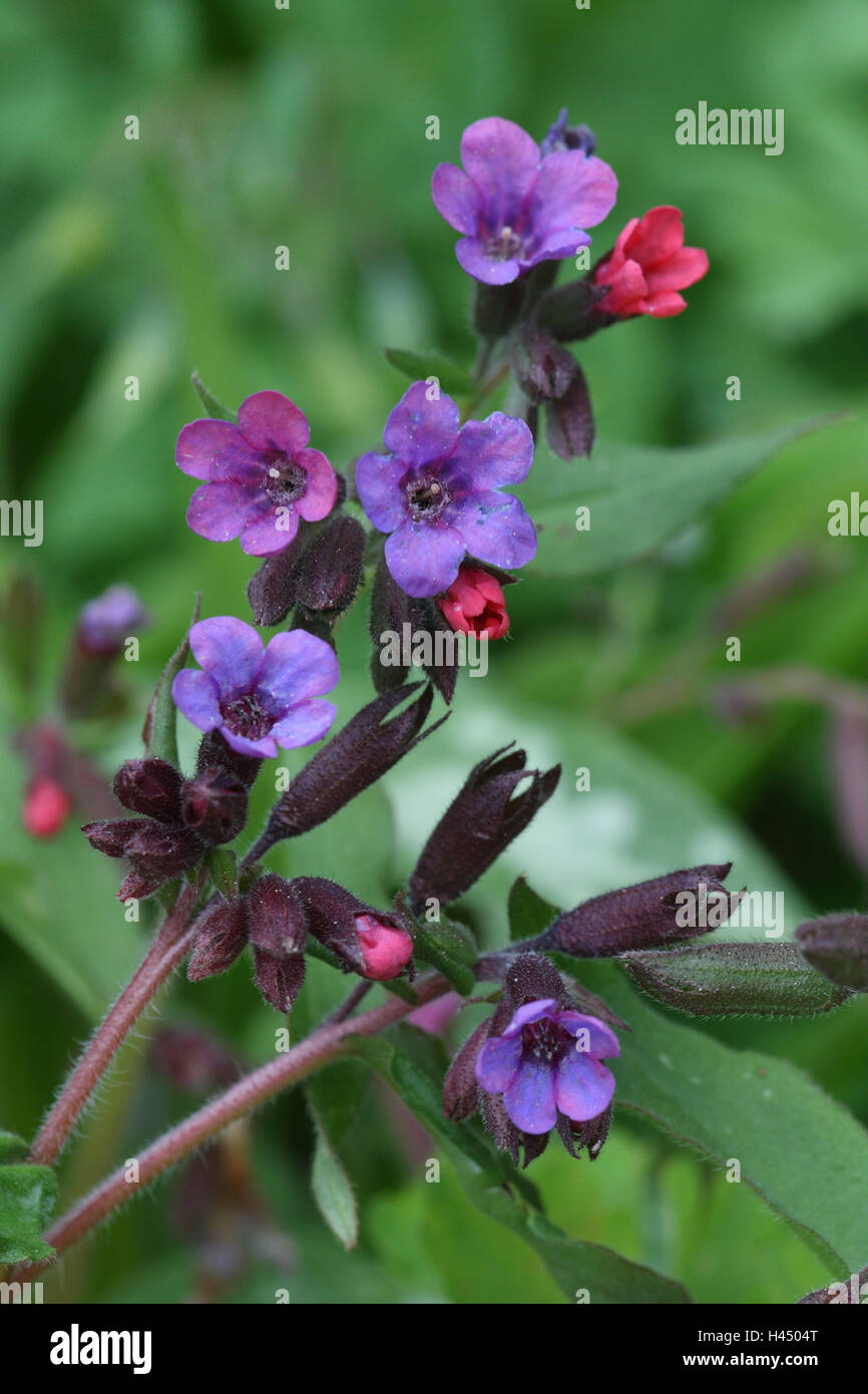 Mottled lungwort, Pulmonaria, maculosa, detail, flowers, garden, plant, blossoms, violet, pink, mauve, leaves, outside, borage plant, Stock Photo