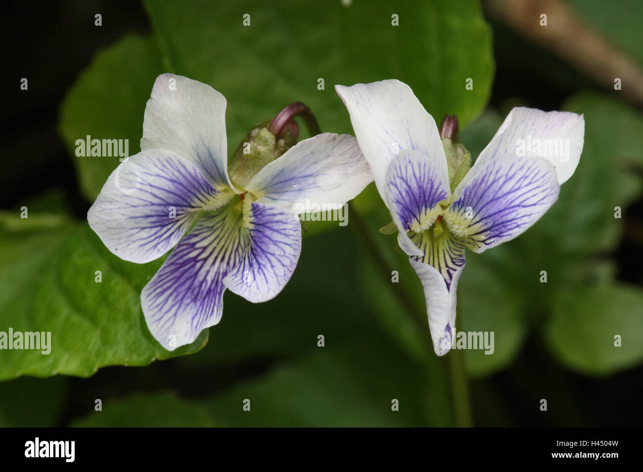 touched whitsun violet viola sororia var striata detail blossoms flower H4504W