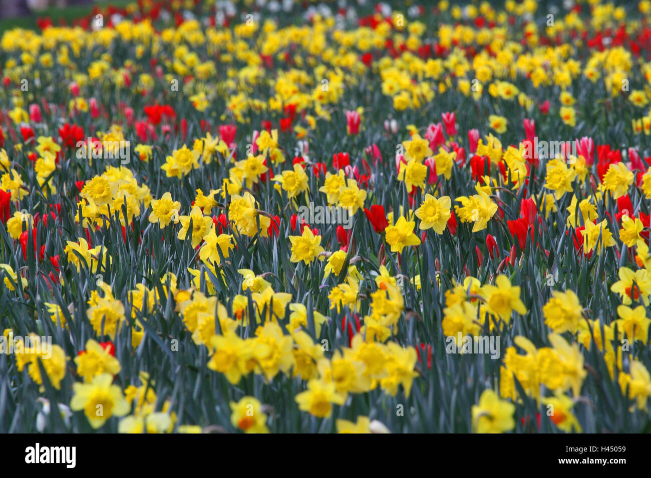 Sea daffodils hi-res stock photography and images - Alamy