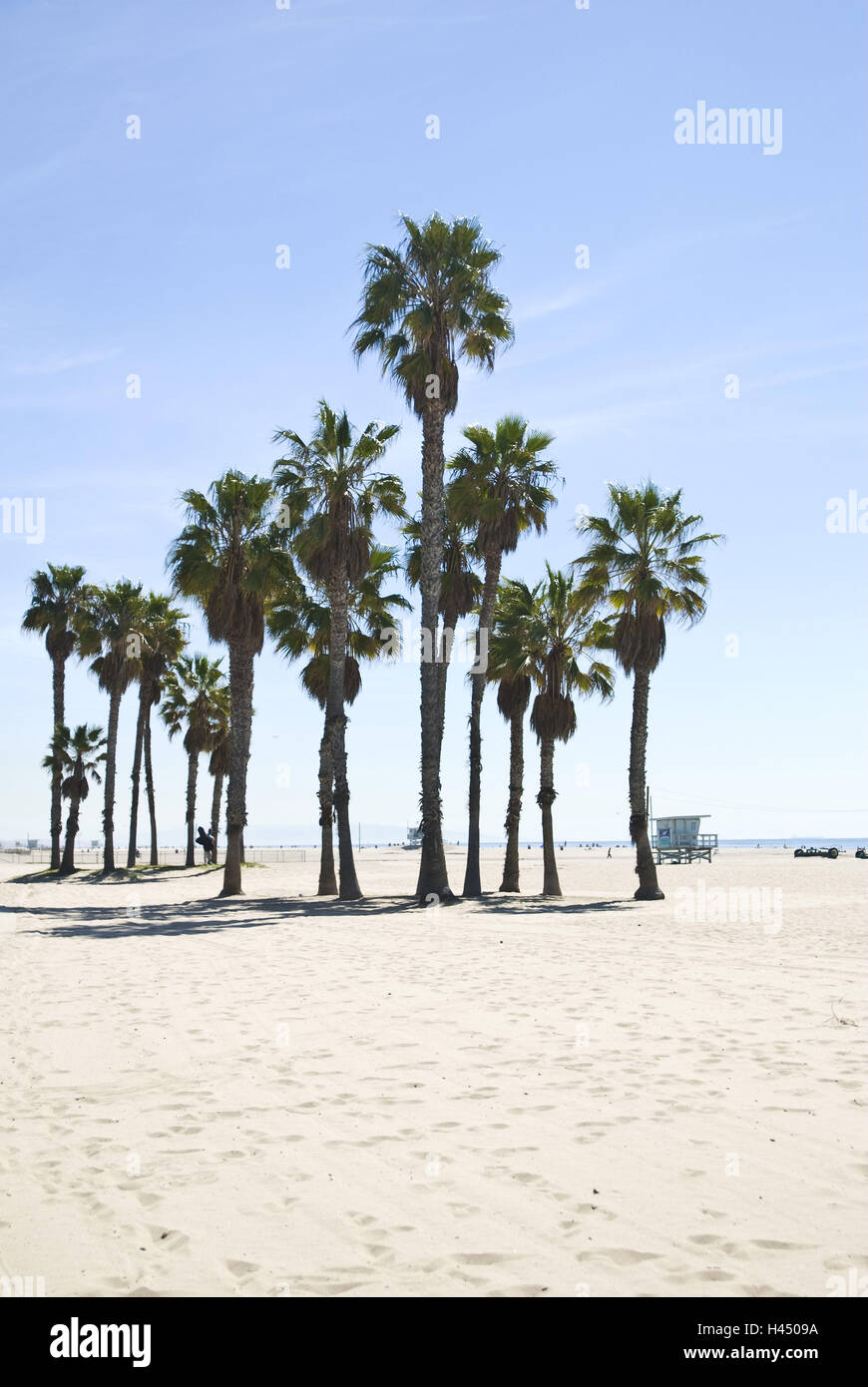 Venice beach palm trees hi-res stock photography and images - Alamy