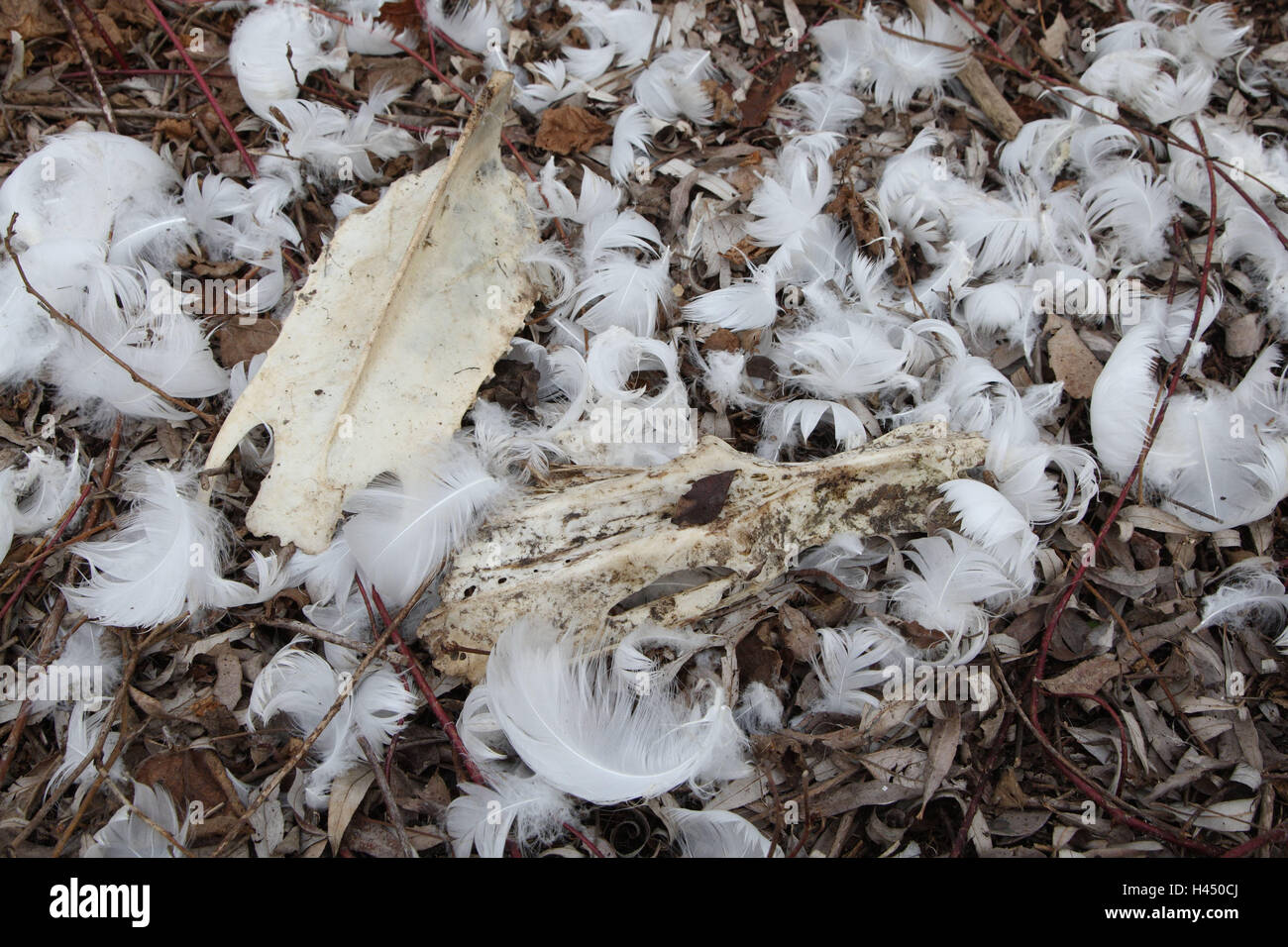 Hump swan, remains, feathers, feet, animal, killed, deadly, shoots, disassembles, rests, wild animal, swan, forest floor, foliage, Stock Photo