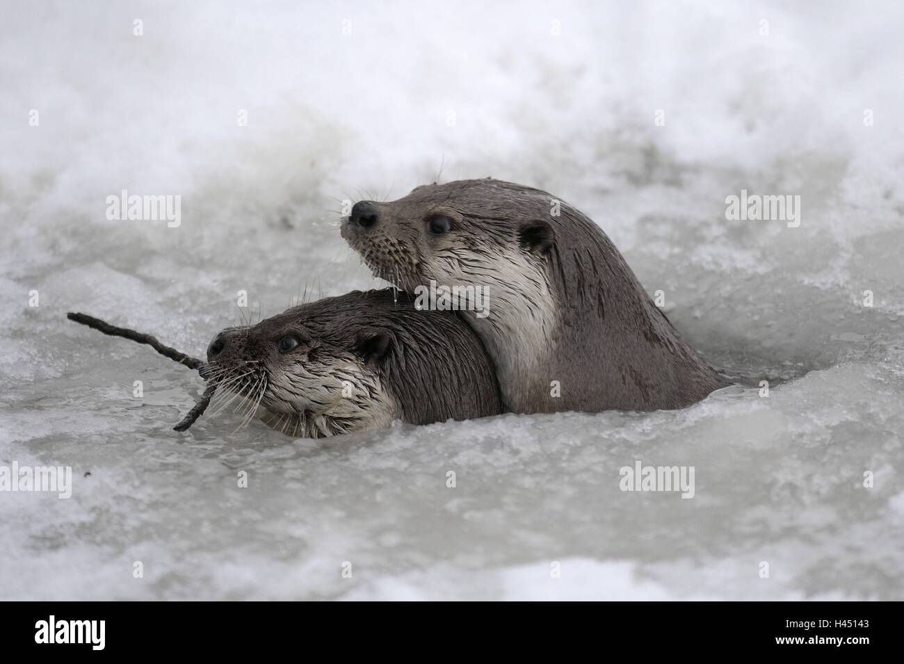 European otters, Lutra lutra, European viper, winter, ice, snow, captive, hole, look out, Stock Photo