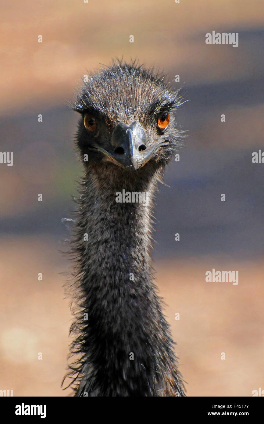 Emu, portrait, Stock Photo