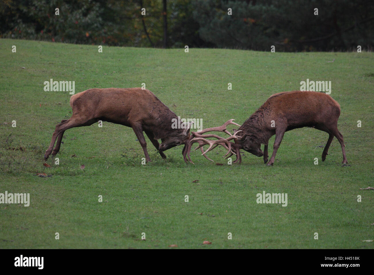 Red deer, fight, animals, wild animals, game, red deer, two, manly, side view, fight, struggle for power, rutting season, force fairs, antlers, deer antlers, meadow, red deer, deer, Cervidae, fight, rut, autumn, Stock Photo