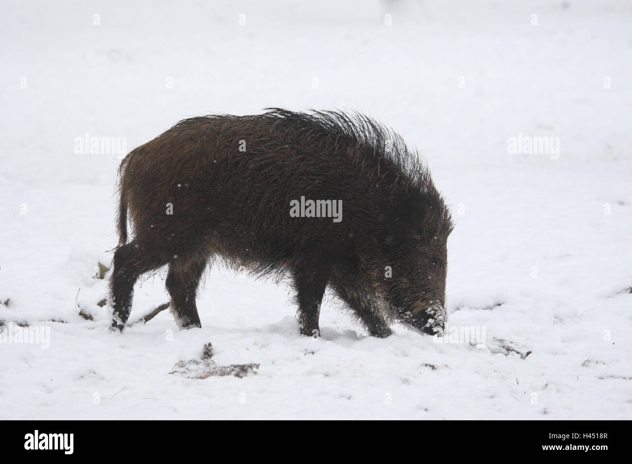 Wild boar, young animal, winter, landscape format, mammal, animal, wild animal, pig, cloven-hoofed animal, side view, snow, lining search, winter, Wildlife, Germany, Stock Photo