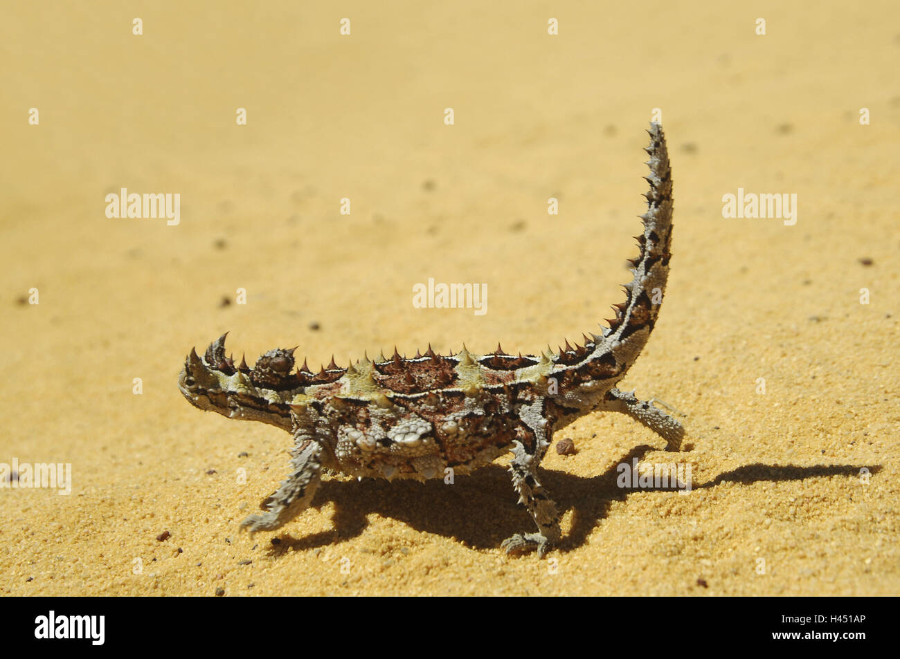 Australia, thorn devil, Stock Photo