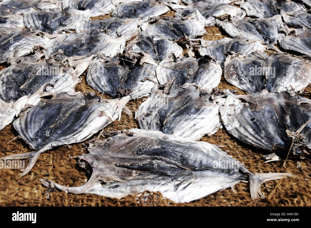 Sri lanka fish hires stock photography and images Alamy