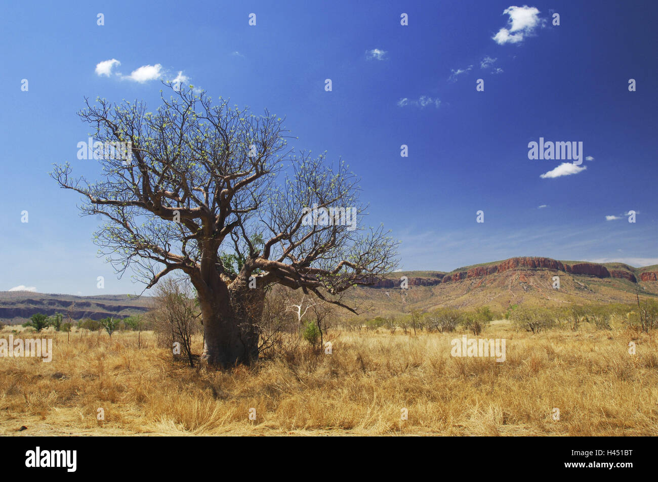 Australia, outback, tree, Stock Photo