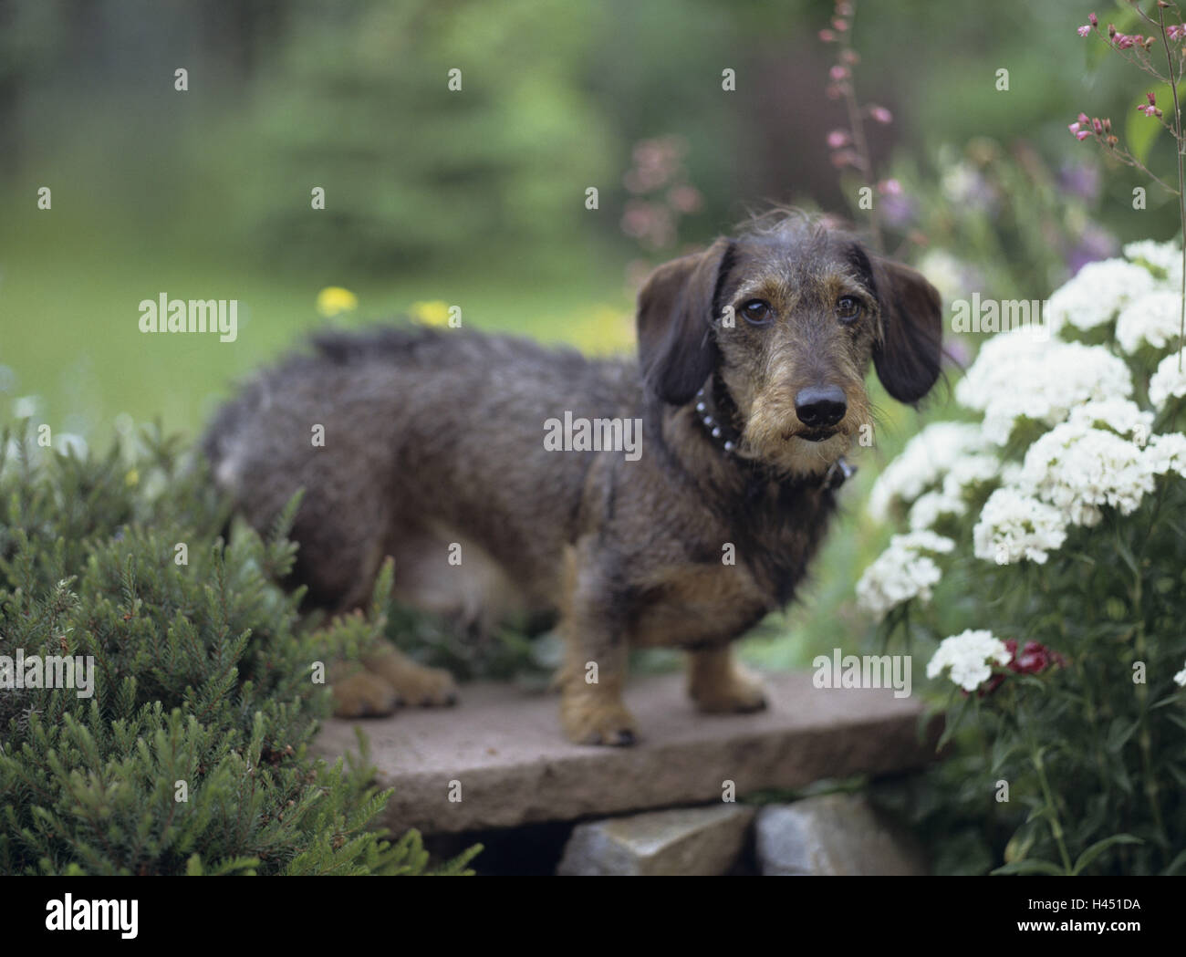 Garden, Rauhaardackel, attention, Animal, mammal, dog, pet, house dog ...