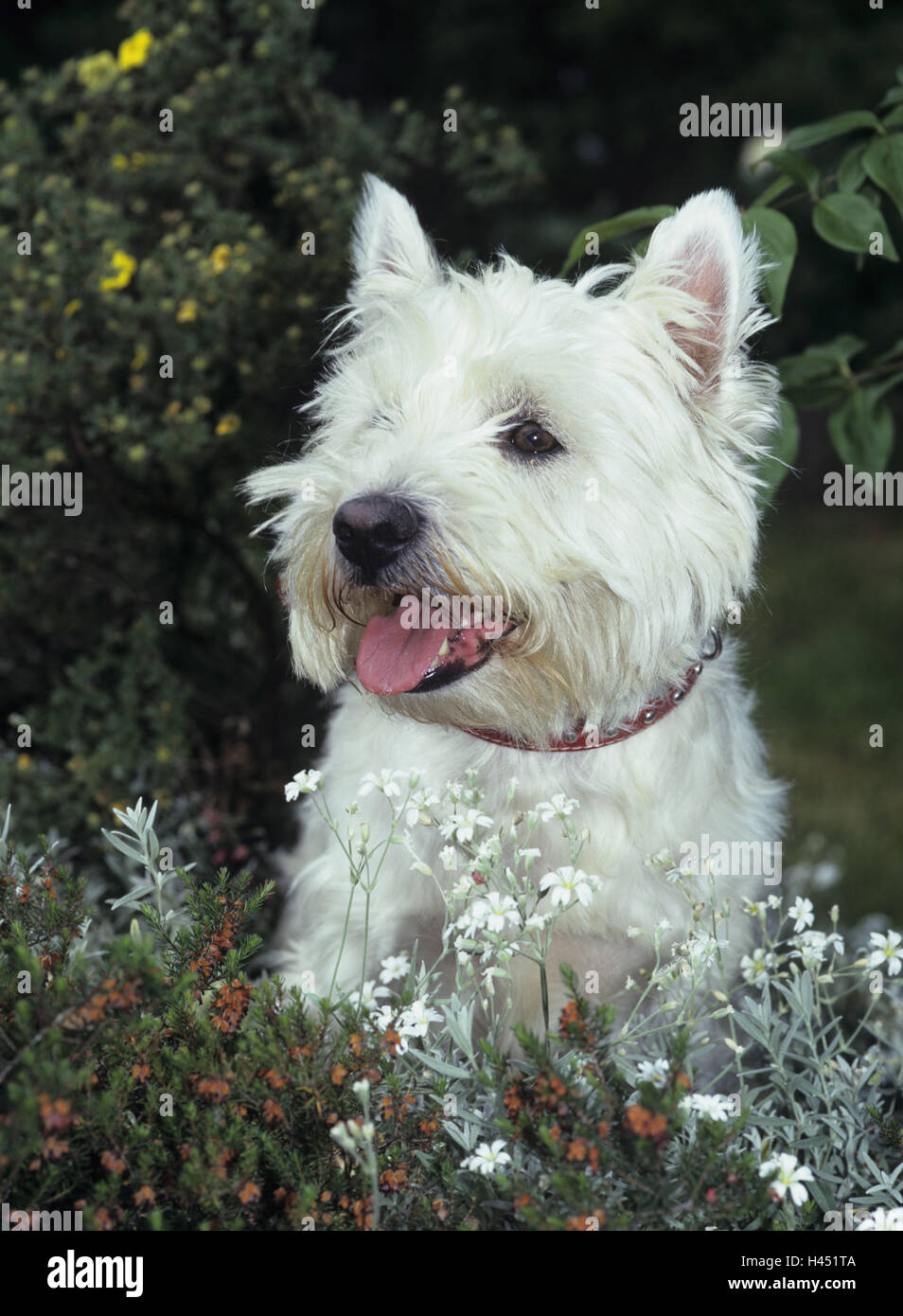 Garden, west Highland White terriers,  sitting, vigilance,   Animal, mammal, dog, pet, house dog, breed, race dog, attention, education, obedience, outside, Stock Photo