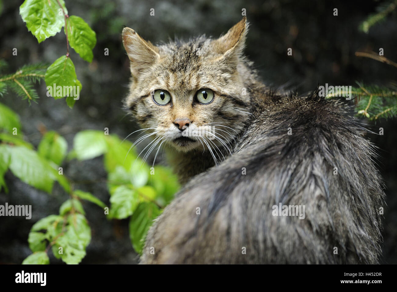 Wildcat, Felis silvestris, Stock Photo