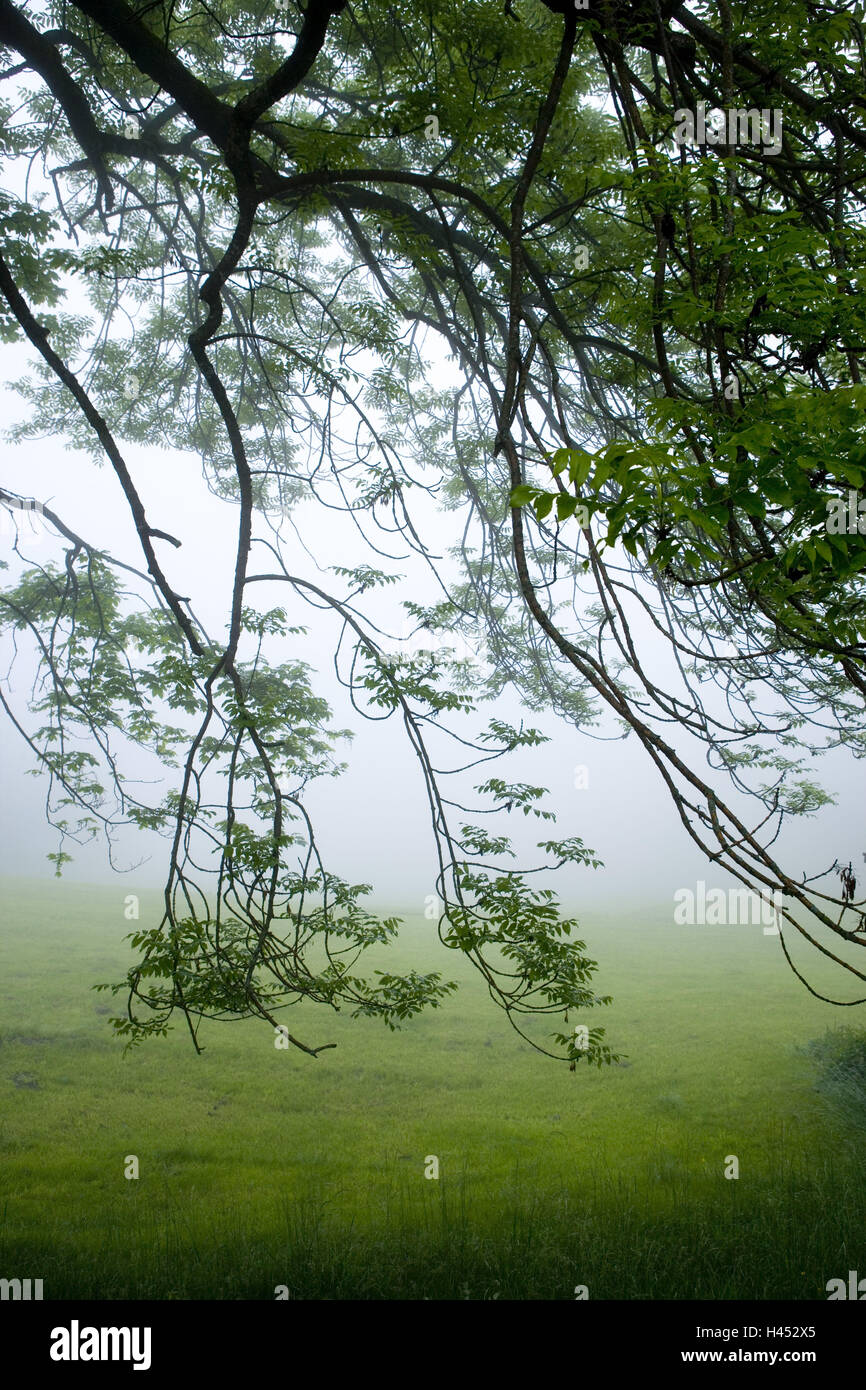 Switzerland, Graubünden, Prättigau, Arosa, mountain pastures, elm, foliage, morning fog, Stock Photo