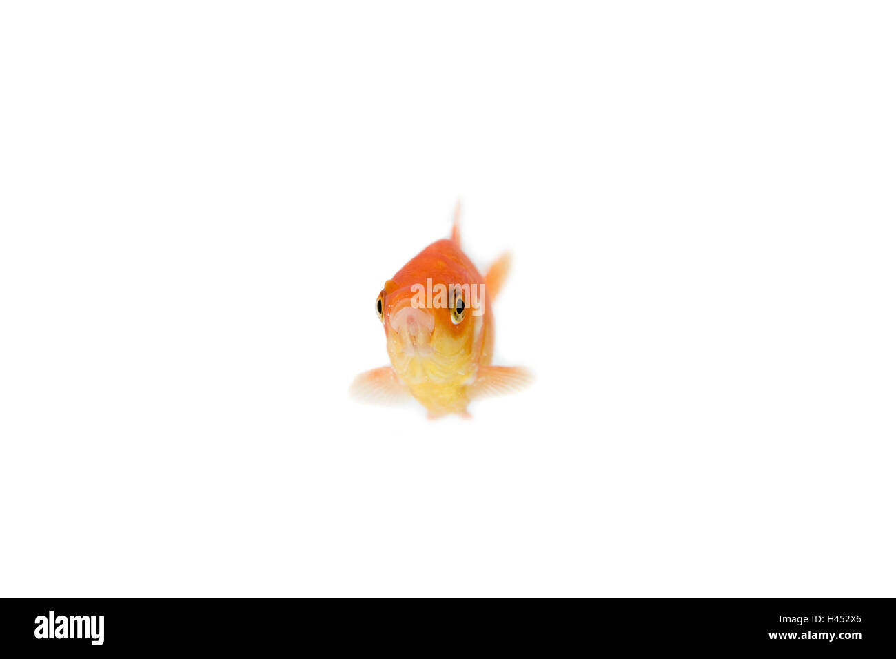 Goldfish, cut out, Stock Photo