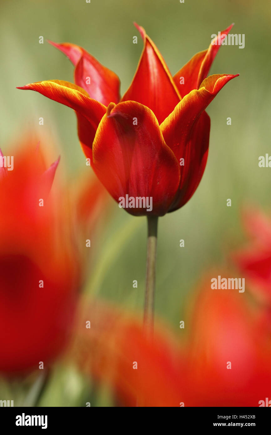 Liliaceae tulips hi-res stock photography and images - Alamy