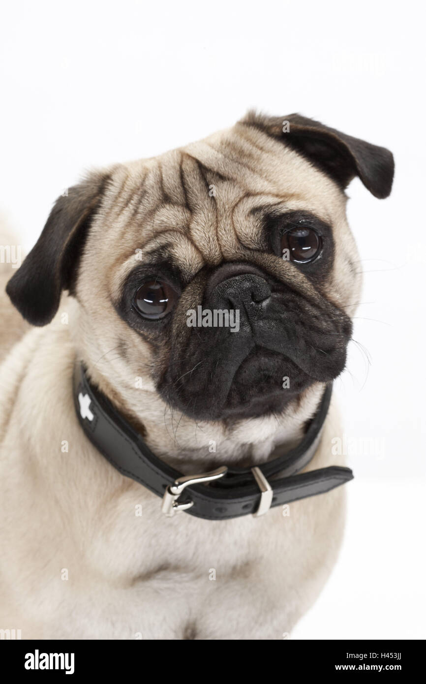 pug collar