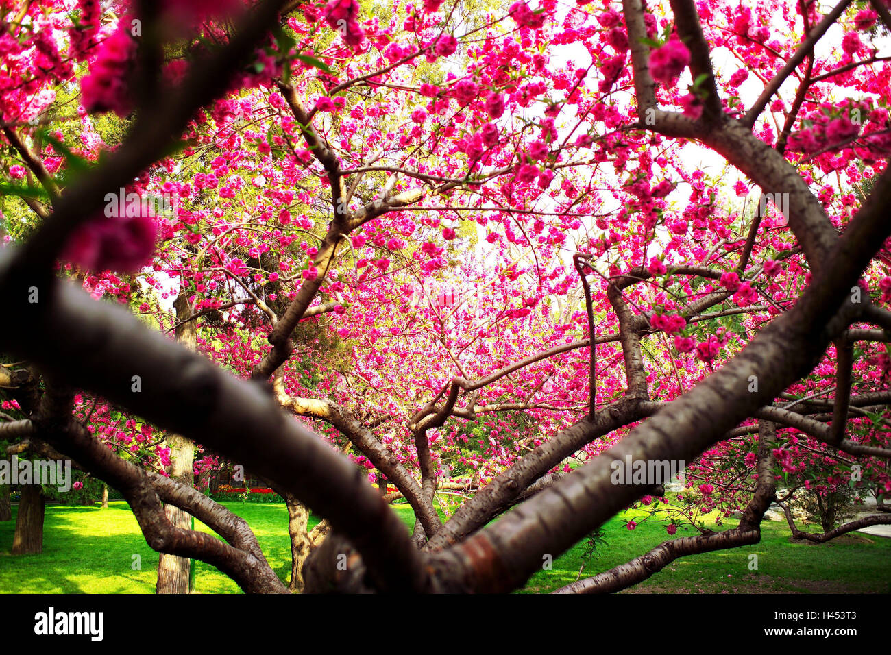 China, Beijing, blossoming of a tree, close-up, Stock Photo