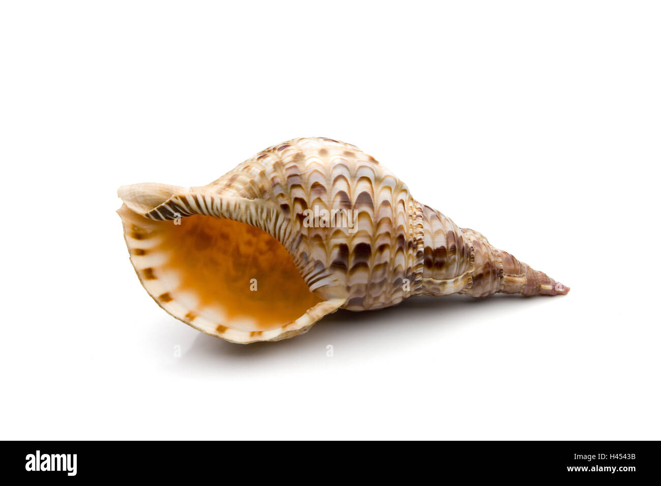 Whelk, Charonia tritonis, Tritonshorn, cut out, Stock Photo