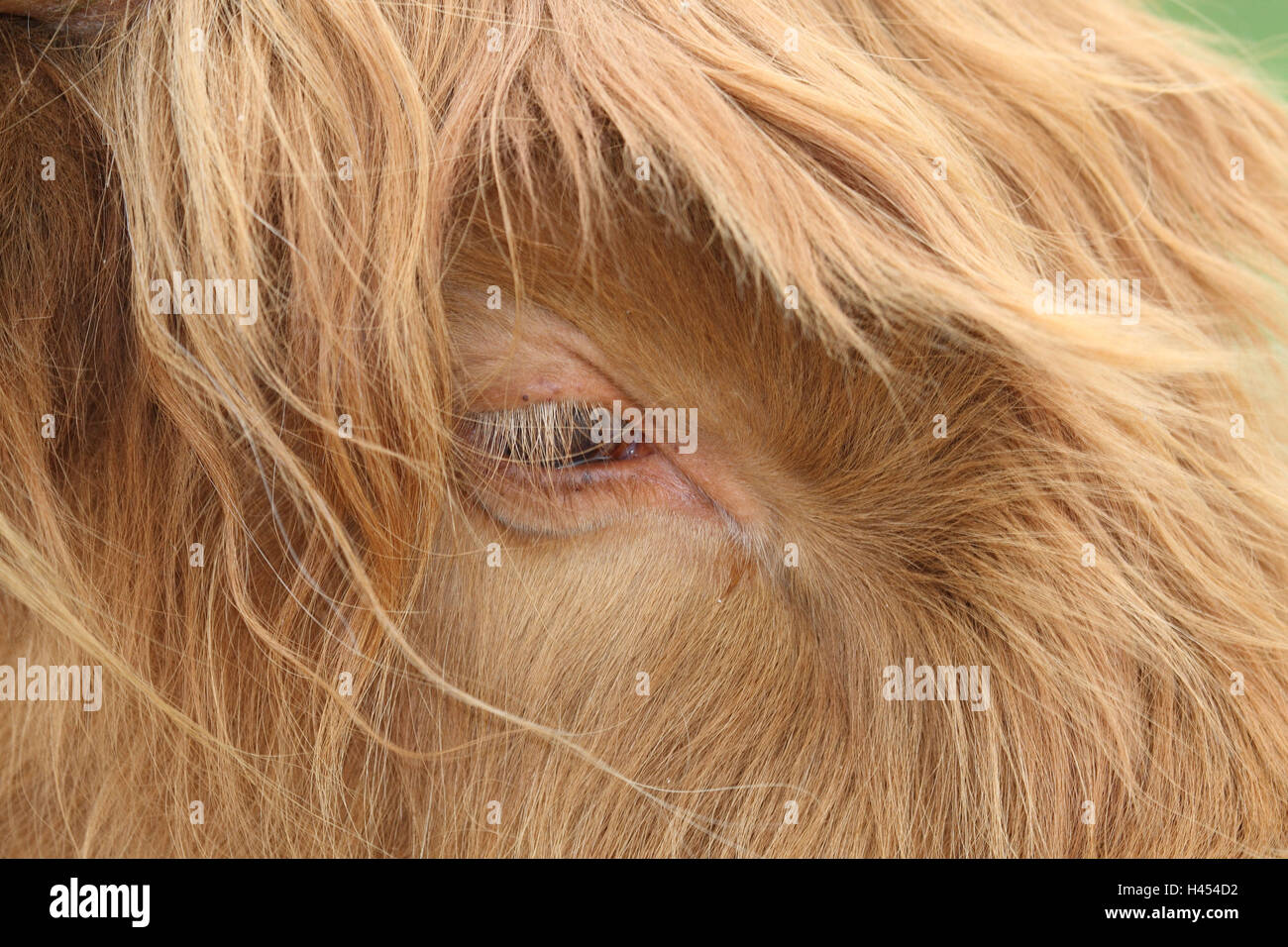 Scottish highland cattle, head, eye, close up, Stock Photo