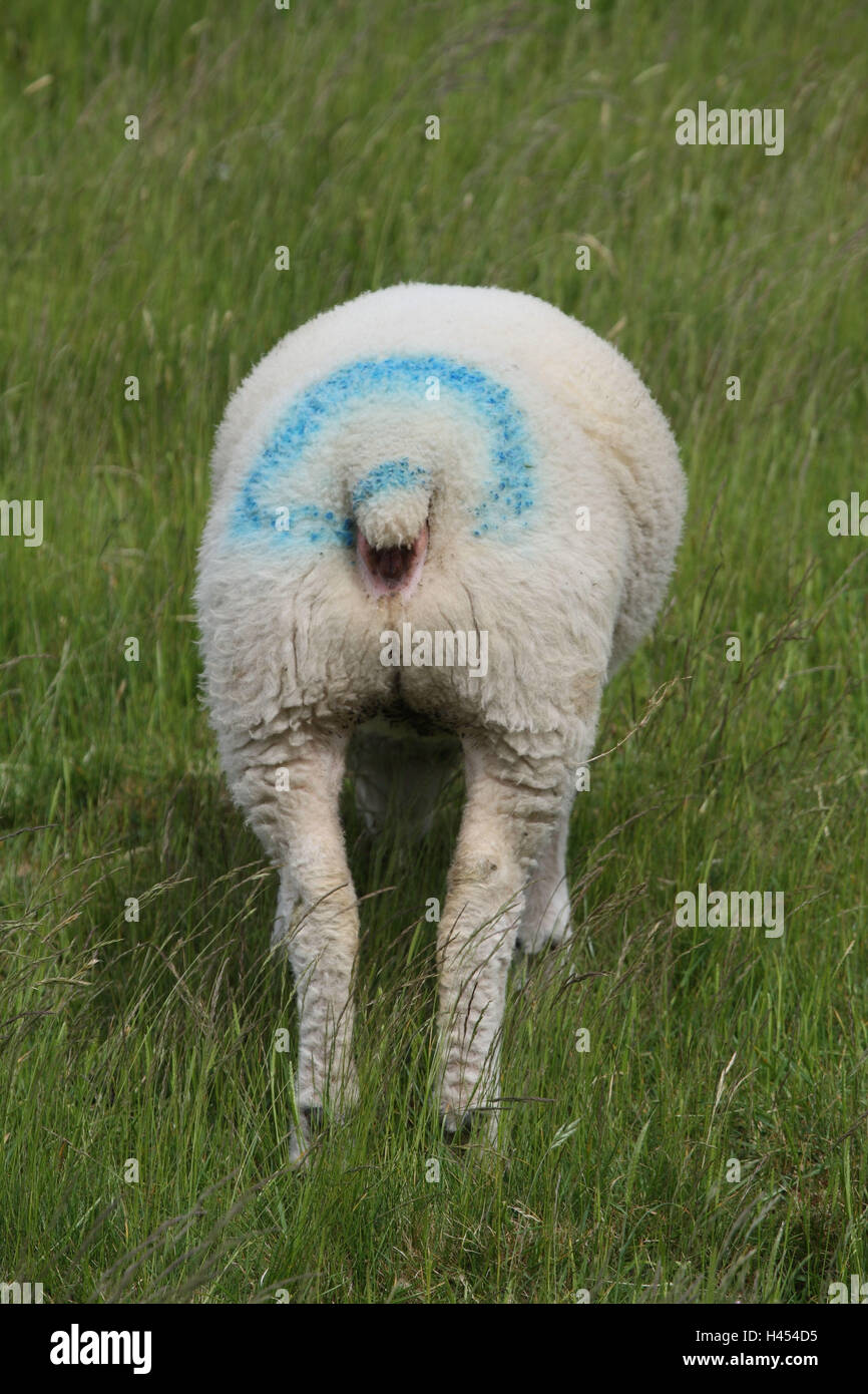 Texel sheep, young animal, colour coding, Stock Photo