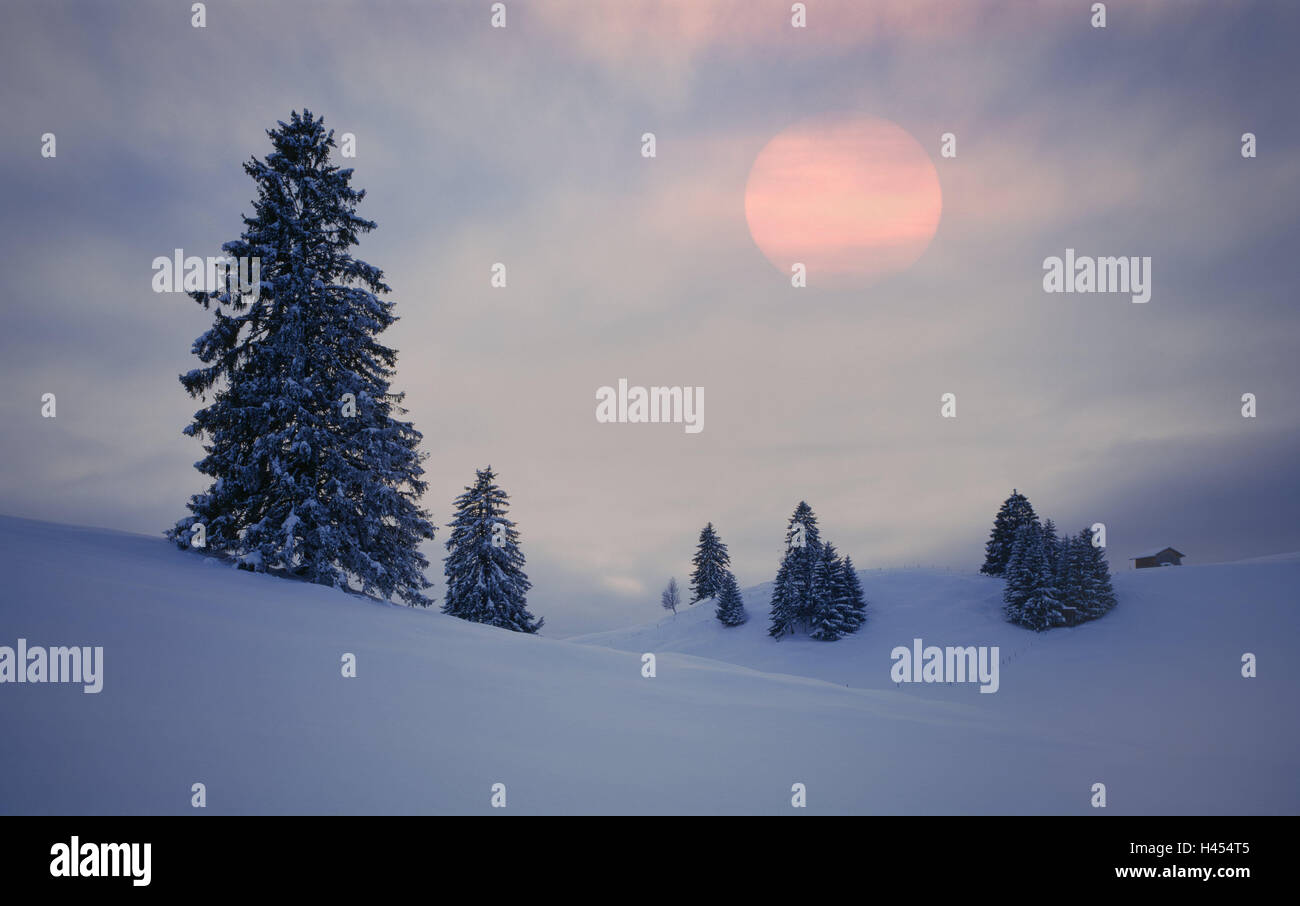 Snow scenery, conifers, the sun, cloudies, dusk, Germany, winter scenery, trees, snow, frost, season, cold, morning, nature, snowy, snow-covered, mood, winter, silhouette, silence, rest, scenery, deserted, Stock Photo