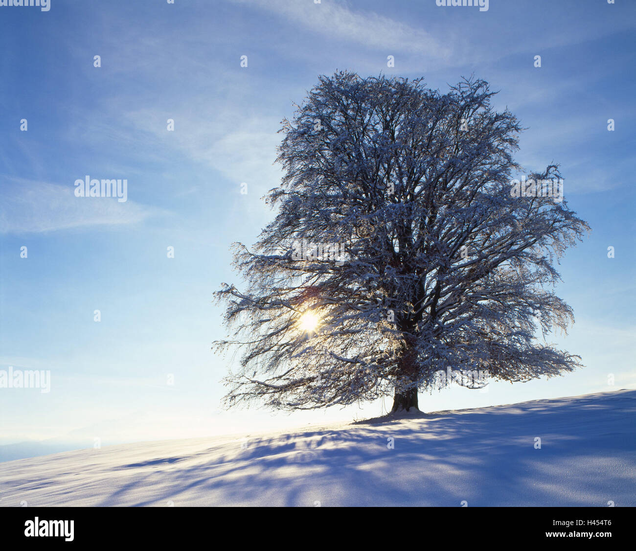 Copper beech, Fagus sylvatica, snow-covered, back light, leafless, winter scenery, scenery, tree, white, snow, frost, season, cold, broad-leaved tree, book, nature, snowy, snow scenery, mood, time of day, winter, the sun, Stock Photo