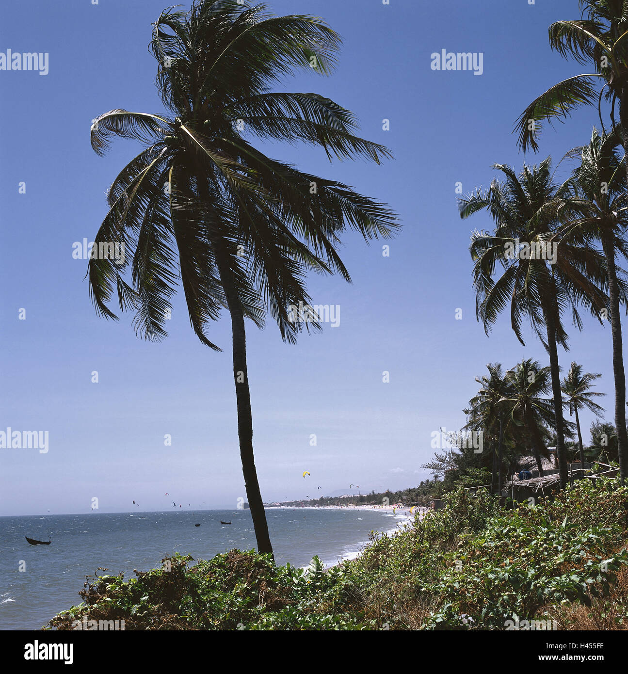 Vietnam vegetation hi-res stock photography and images - Alamy