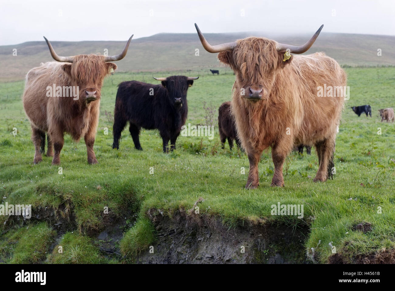 Great Britain, Scotland, Orkney Islands, island Mainland, pasture, cattle, Highland Cattle, Orkney, place of interest, nature, meadow, landscape, animals, cows, herd, benefit animals, agriculture, cattle breeding, horns, fur, shaggy, Highland cattle, Stock Photo