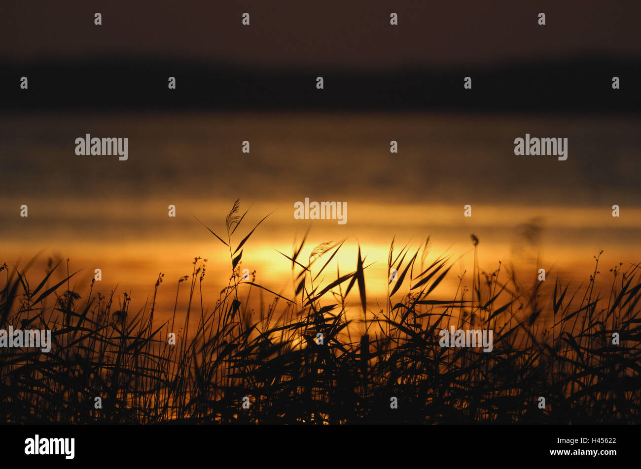 Sunset, reed, lake, Finland, Rantasalmi, Saimaa lake, Stock Photo