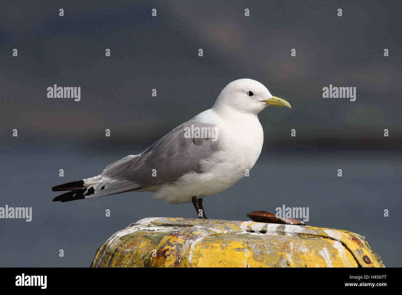 Iceland gull gull hi-res stock photography and images - Alamy