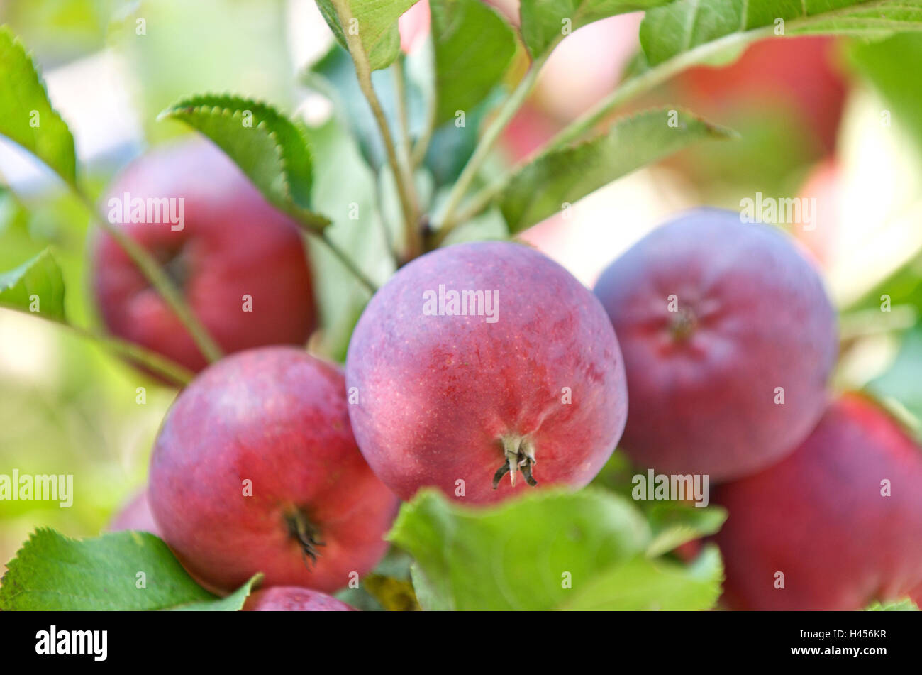 Apple tree, branch, apples, red, ripe, close-up, Stock Photo