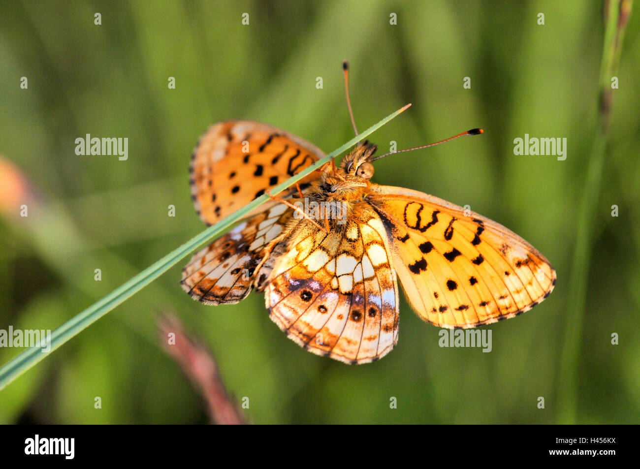 Lesser marbled fritillary, blade of grass, Stock Photo