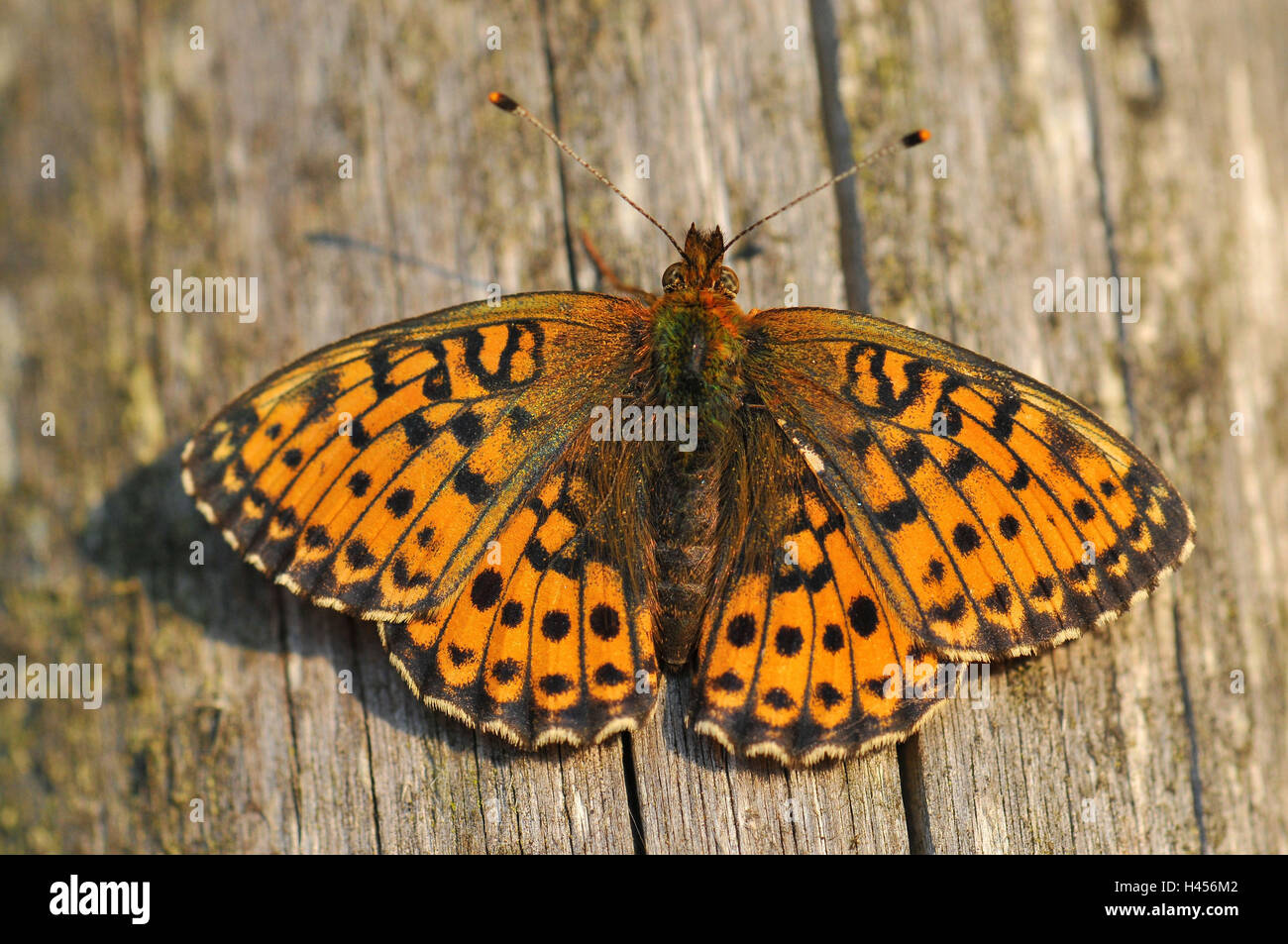 Lesser marbled fritillary on wood, weathered, Stock Photo