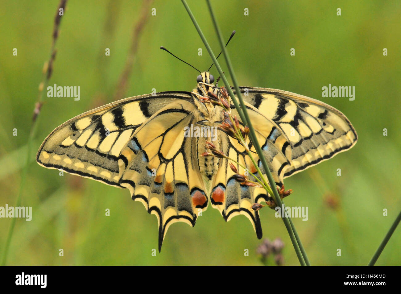 Swallowtail, blade of grass Stock Photo Alamy
