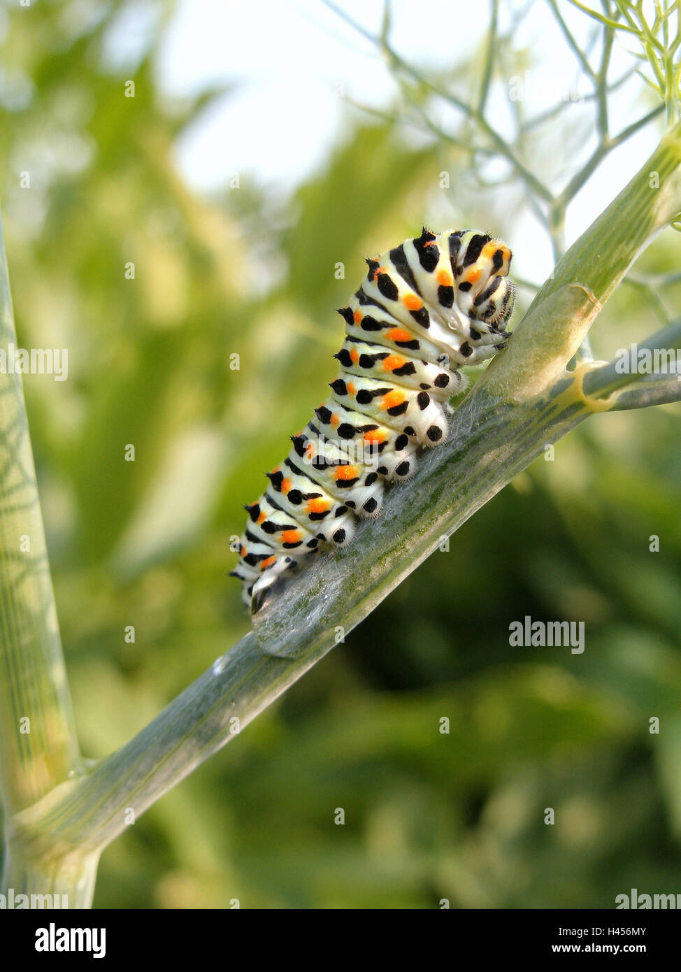 Swallowtail caterpillar, dill Stock Photo Alamy