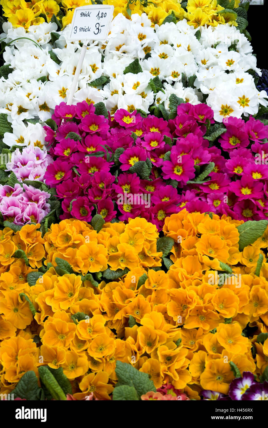 Primroses, market stall Stock Photo Alamy