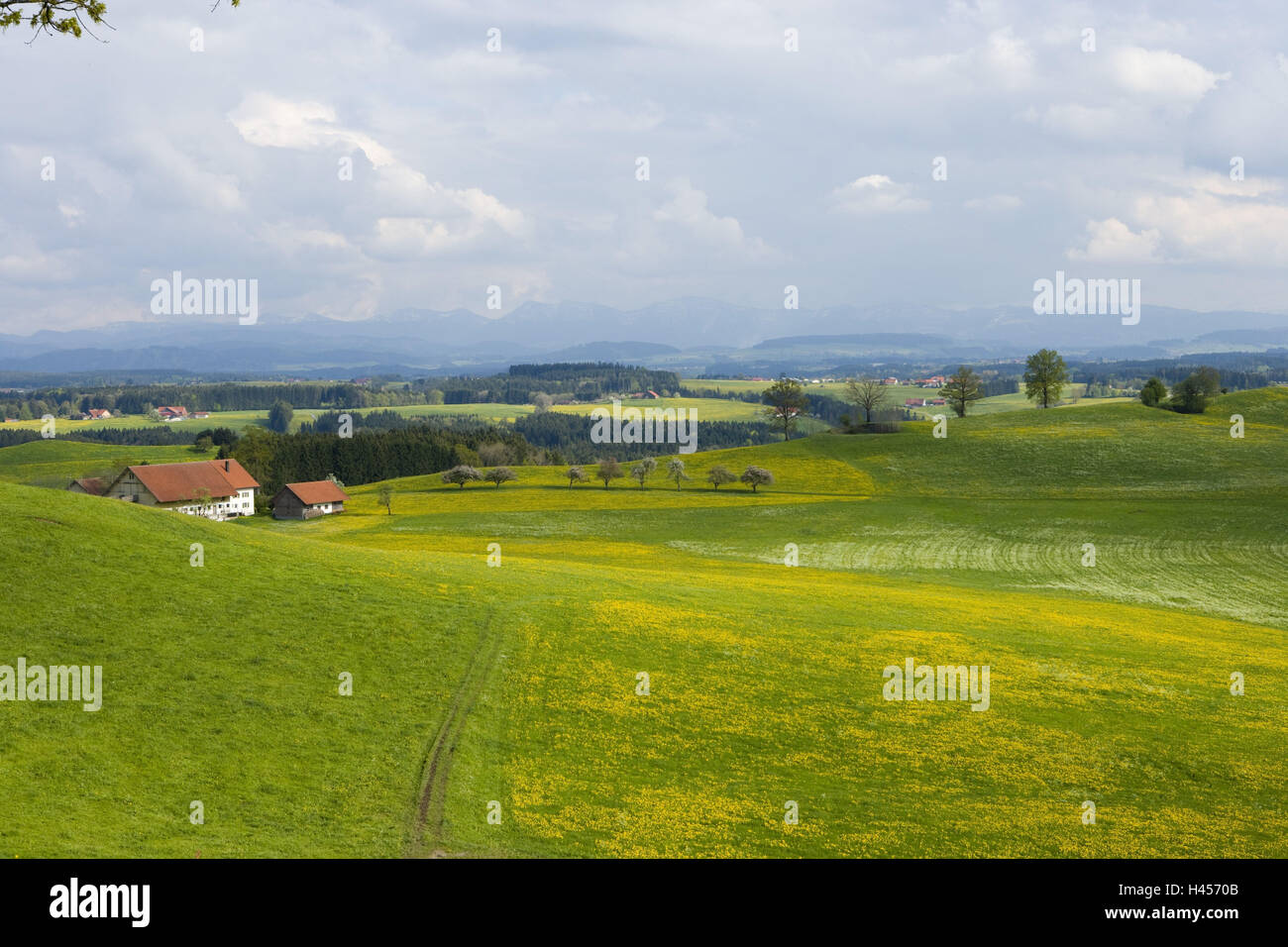 Württembergian Allgäu, spring, rolling landscape, Stock Photo