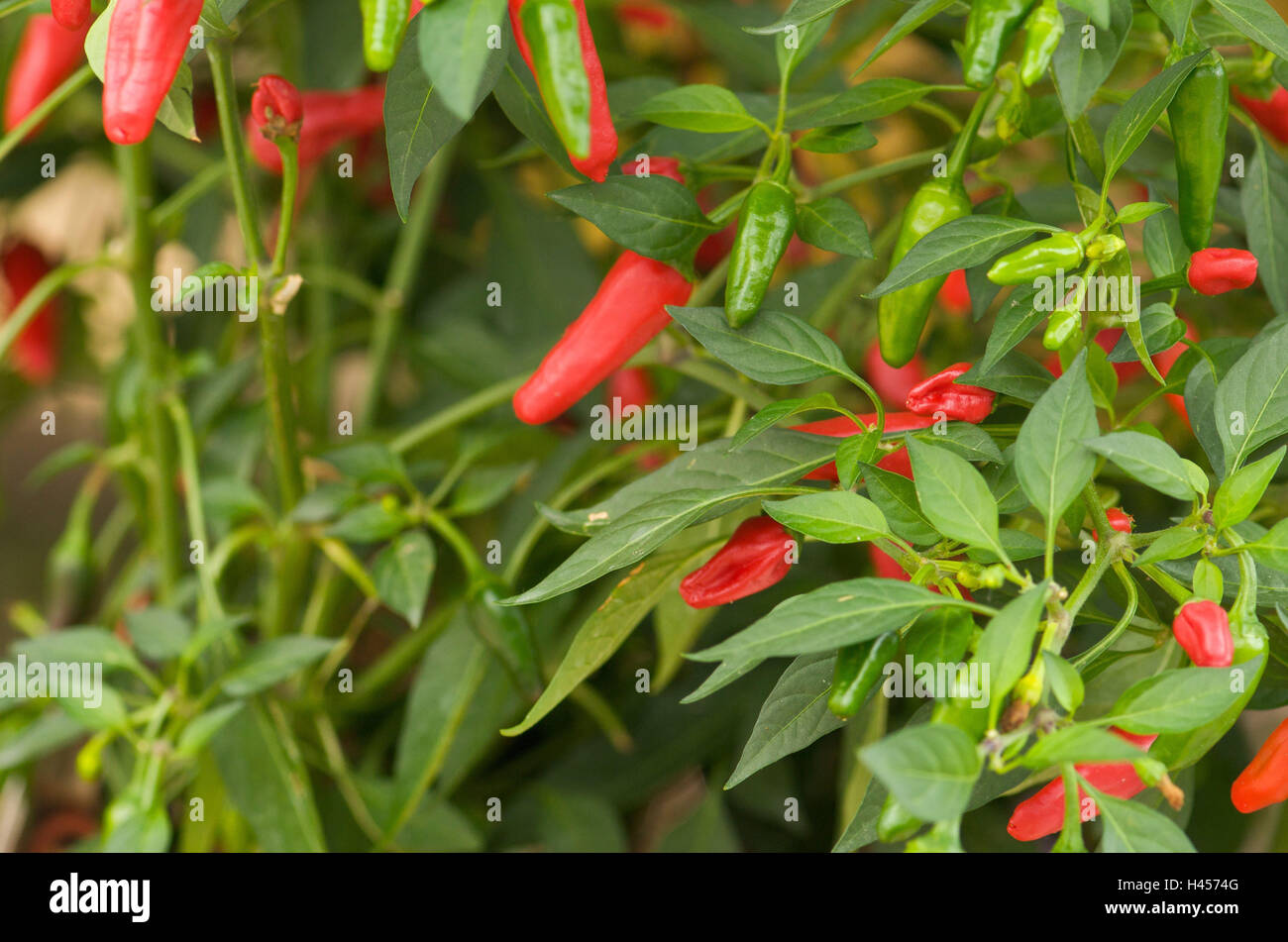 Plant, chili peppers, red, Chilli, spices, sharpness, the Far East, Asia, hot, piquant, cooking, paprika plant, spice plant, Chilli, pods, mature, Stock Photo