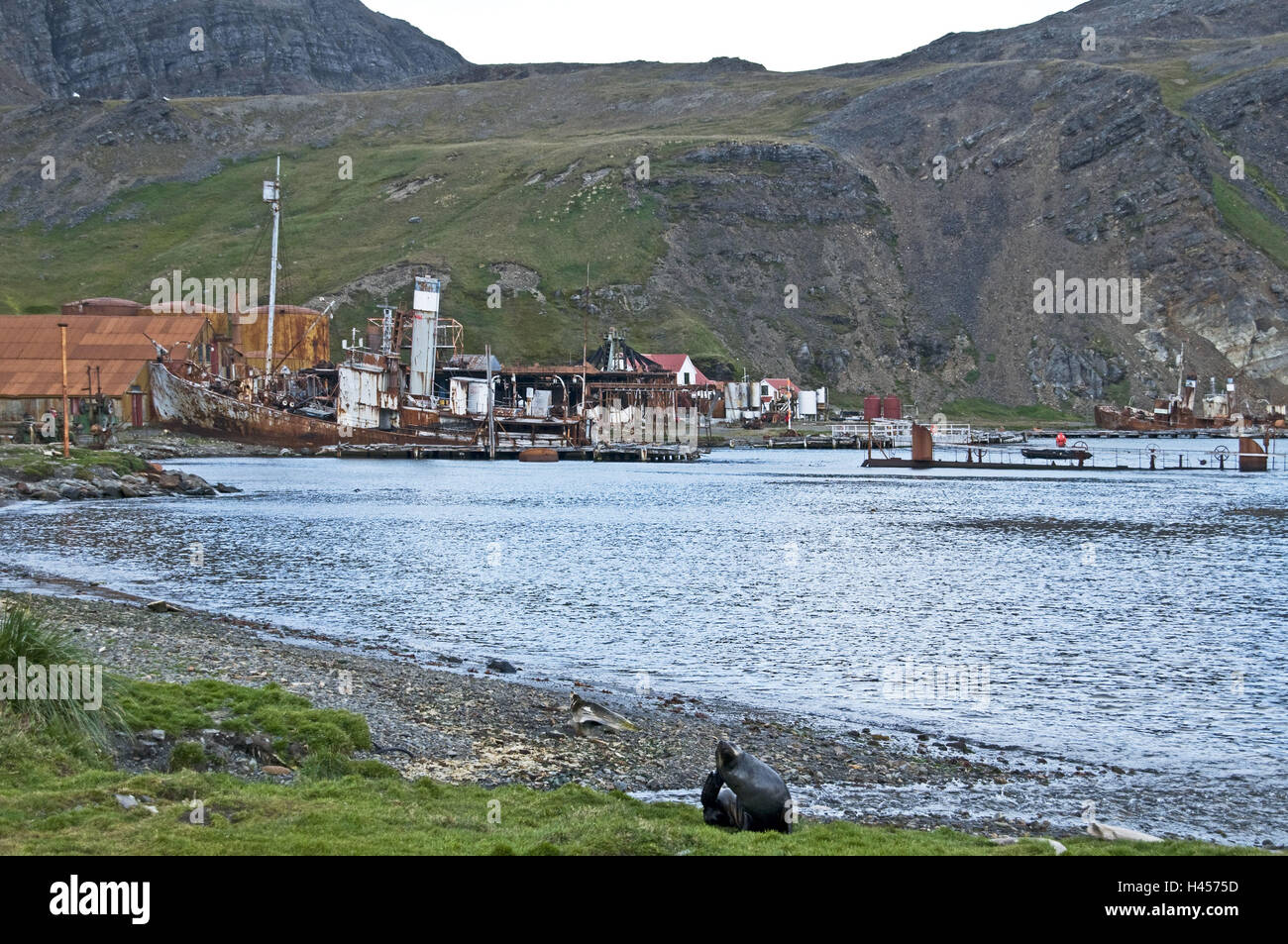 Südgeorgien, Grytviken, coast, old whale processing station, ship wreck, Stock Photo