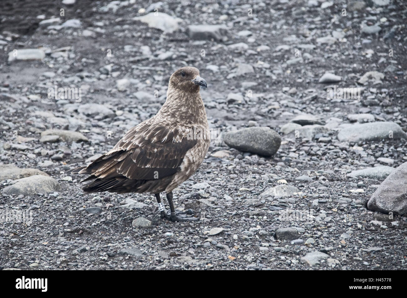 Subantarktikskua, Stercorarius antarcticus Stock Photo Alamy