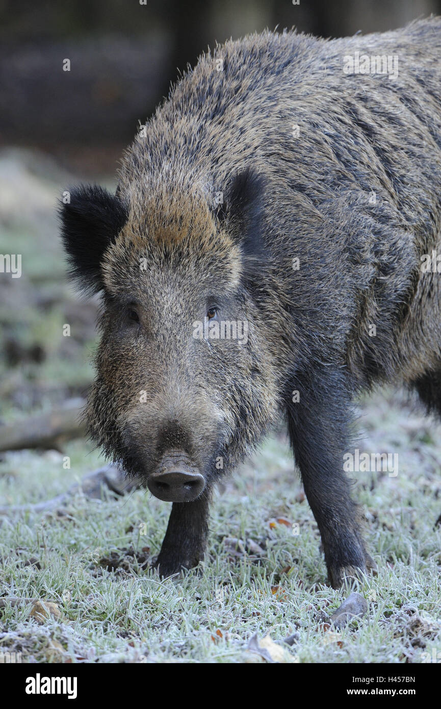 Wild boar, Sus scrofa, Stock Photo