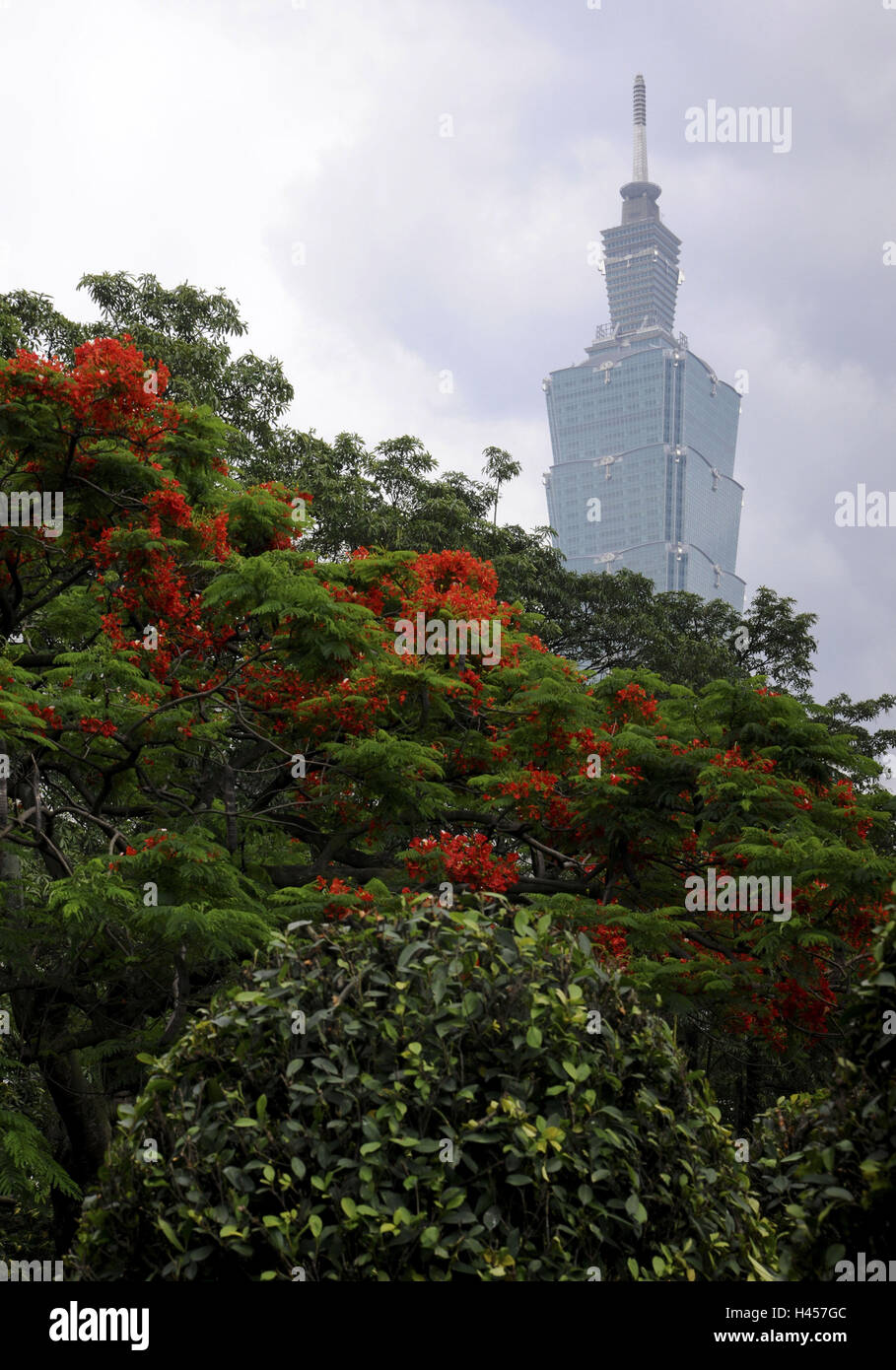 Taipei 101 Tower, skyscrapers, trees, blossoms, Taipeh, Taiwan, Stock Photo