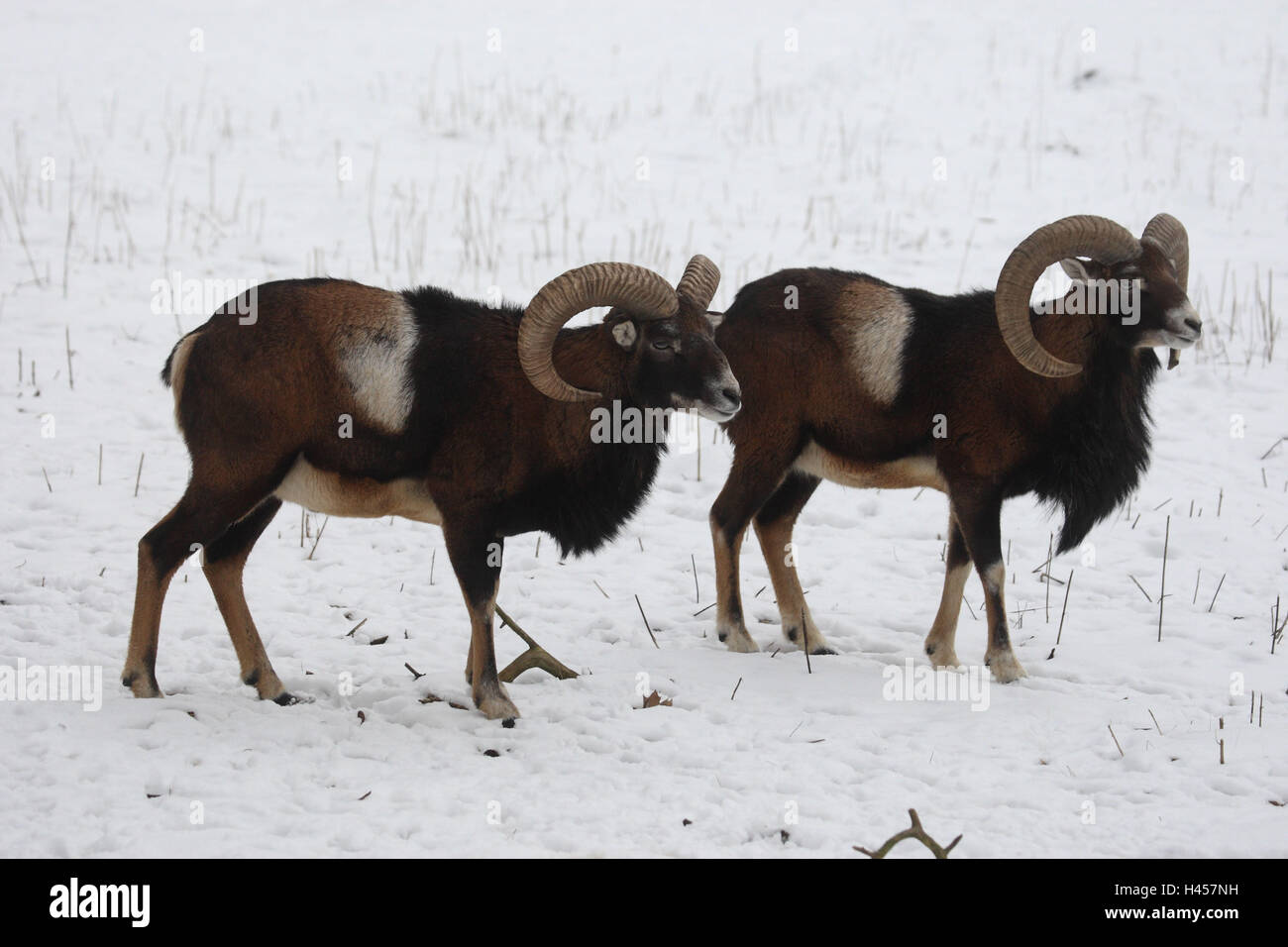 Mufflons, winter, Ovis aries musimon, Stock Photo