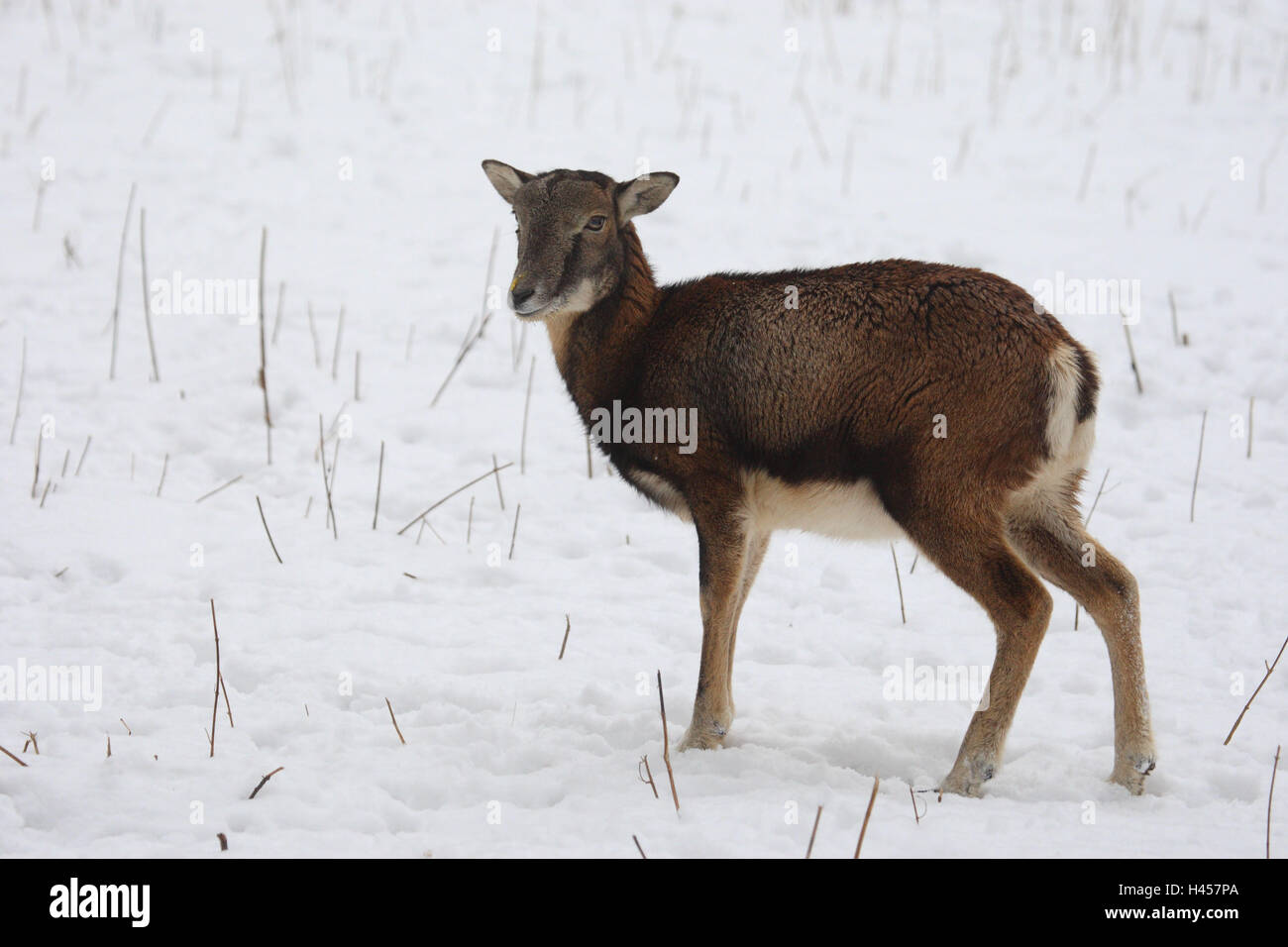 Mufflon, field, snow, Ovis aries musimon, Stock Photo