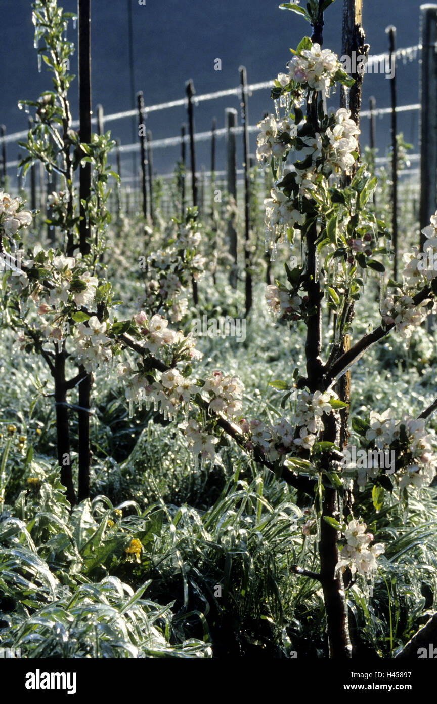 Apple trees, young, layer ice, Frostberegnung, agriculture, fruit cultivation, plantation, apple