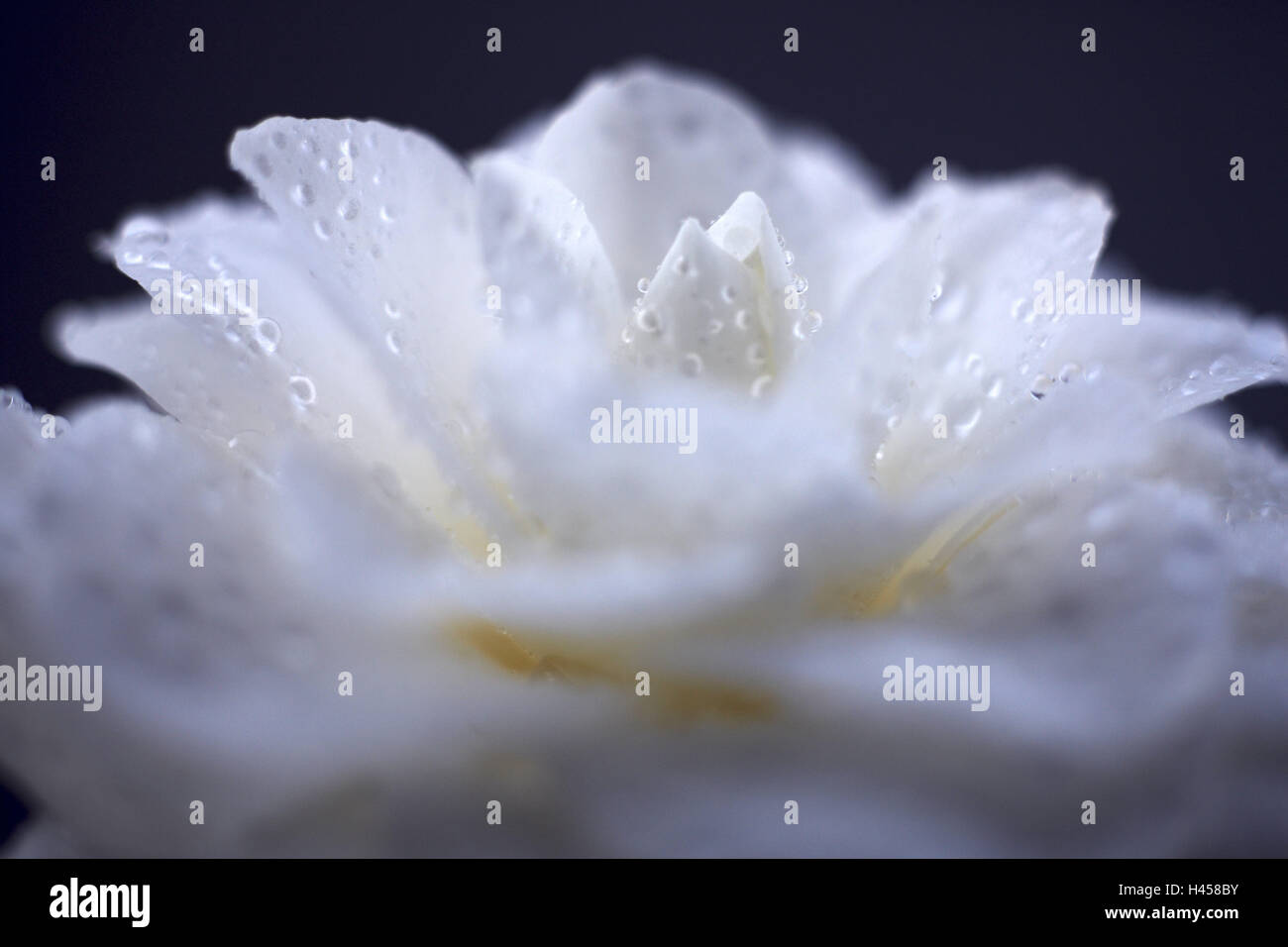 Japanese camellia, Camellia japonica, blossom, drop water, medium close-up, camellia, flower blossom, flower, white, openly, ornamental plant, odour, icon, wellness, wet, softly, cleanness, freshness, life, dewdrop, raindrop, Stock Photo