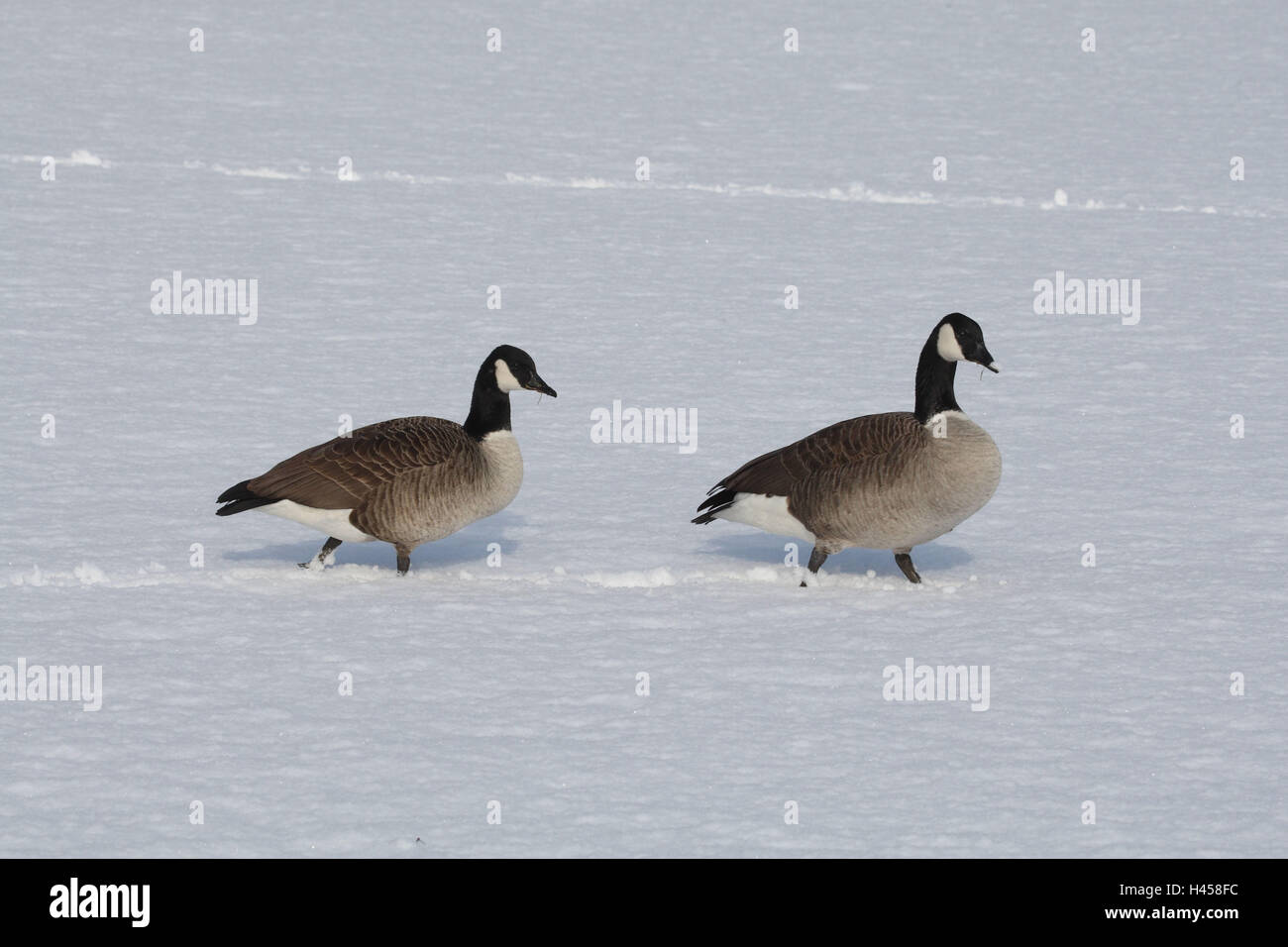 Canada goose, Branta canadensis, winter, snow, Stock Photo