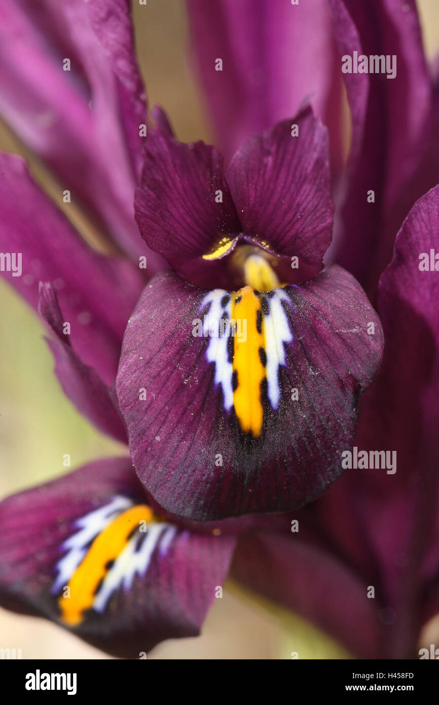 Small dwarf's iris, iris histrioides, close up, Stock Photo
