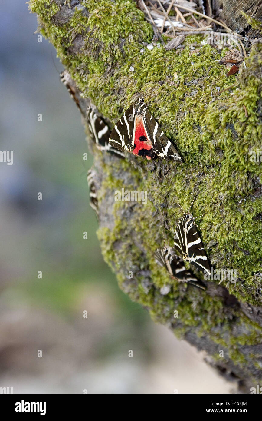 Rhodos Insect Europe, Southern Europe, Greece, Rhodes Island, near Petaloudes, Valley ...