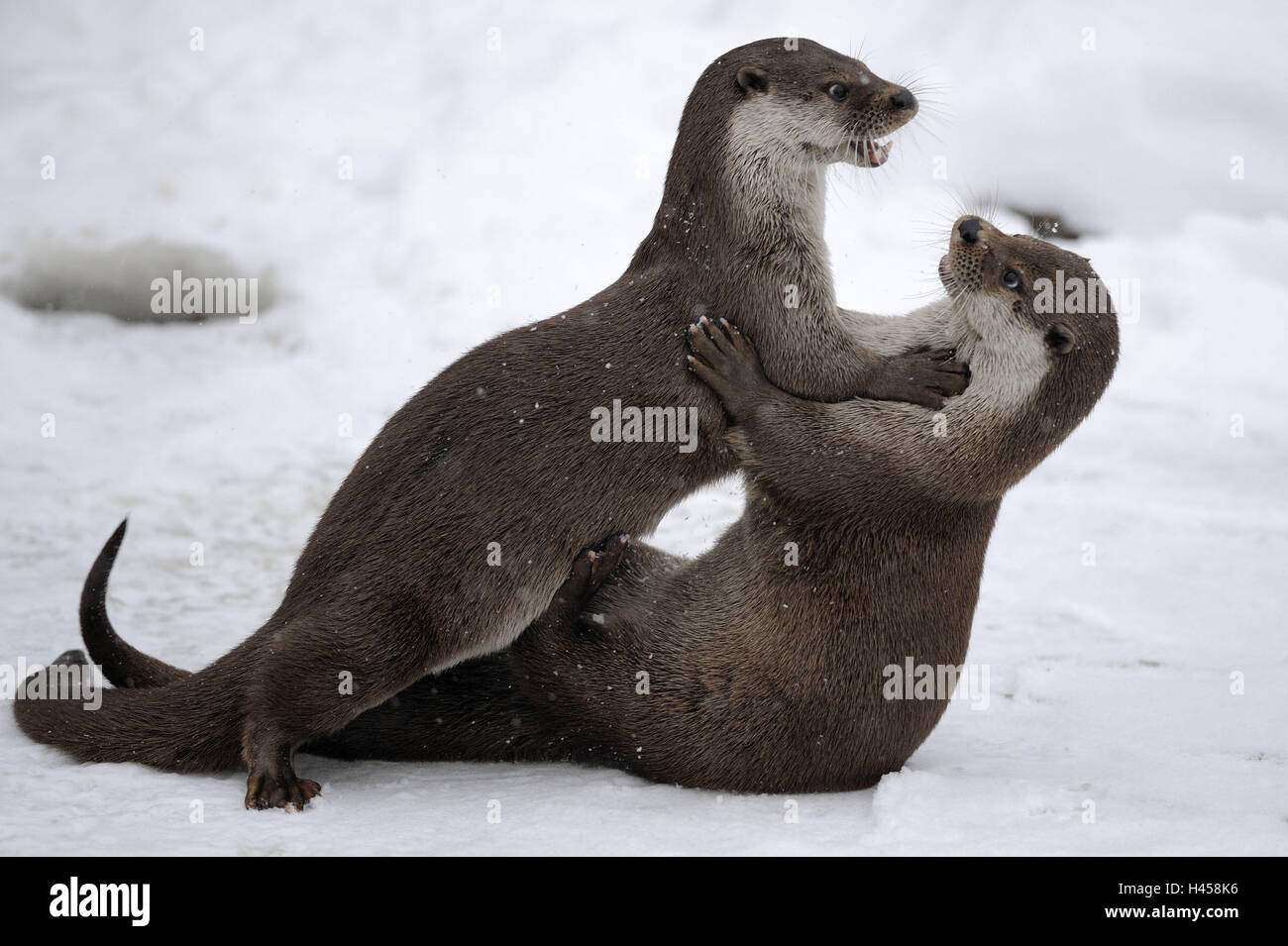 European otters, Lutra lutra, European viper, winter, ice, snow, captive, fight, Stock Photo
